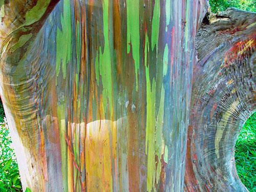 Eucalyptus deglupta | Rainbow Eucalyptus | 20 Seeds