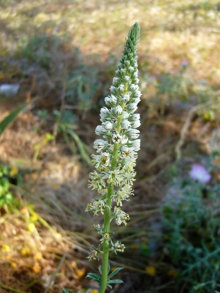 1oz Sweet White Mignonette Reseda odorata FRAGRANT Flower Seeds ( 25,000 Seeds)