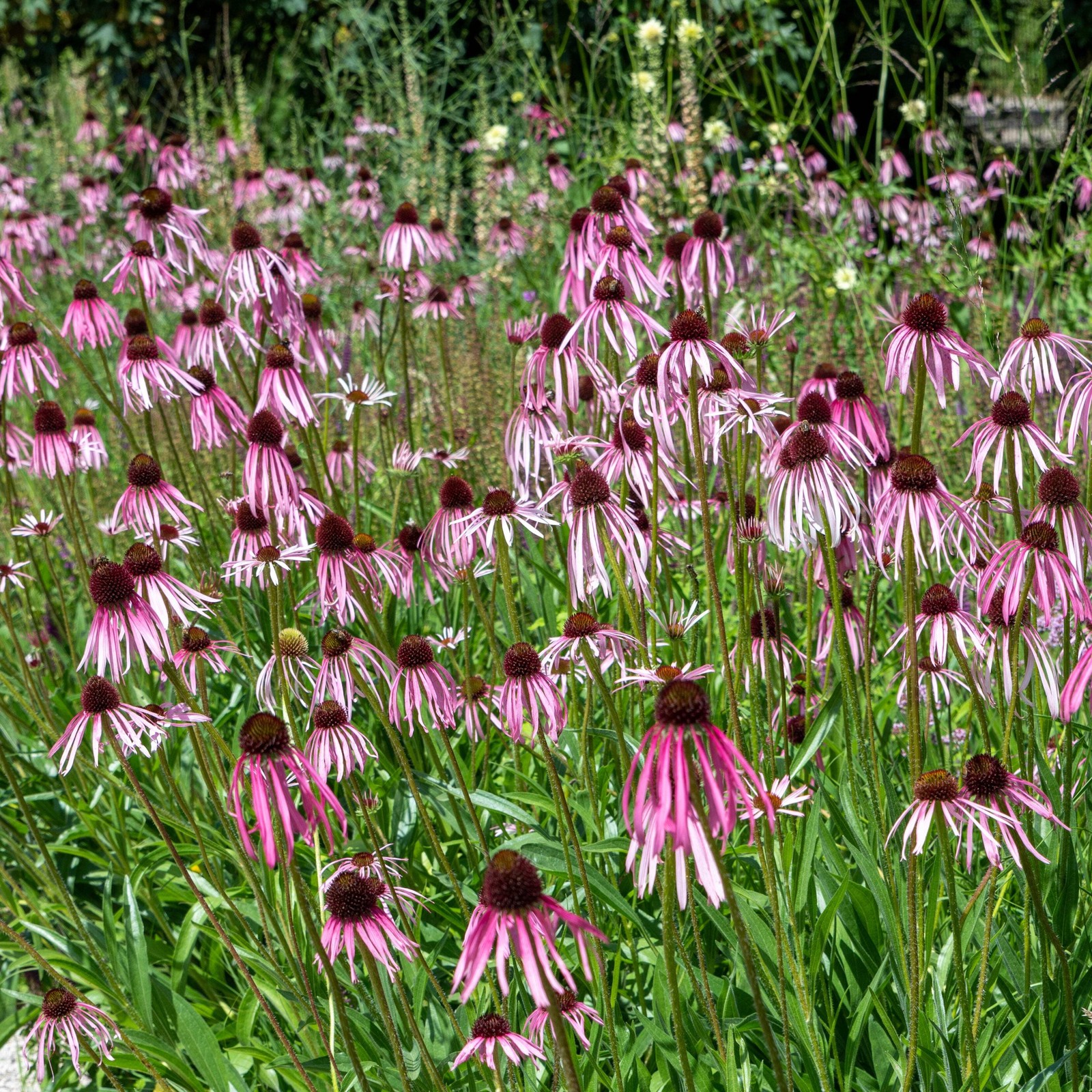 Echinacea pallida Seeds (Echinacea pallida) ~Native Wildflower Pollinator Garden