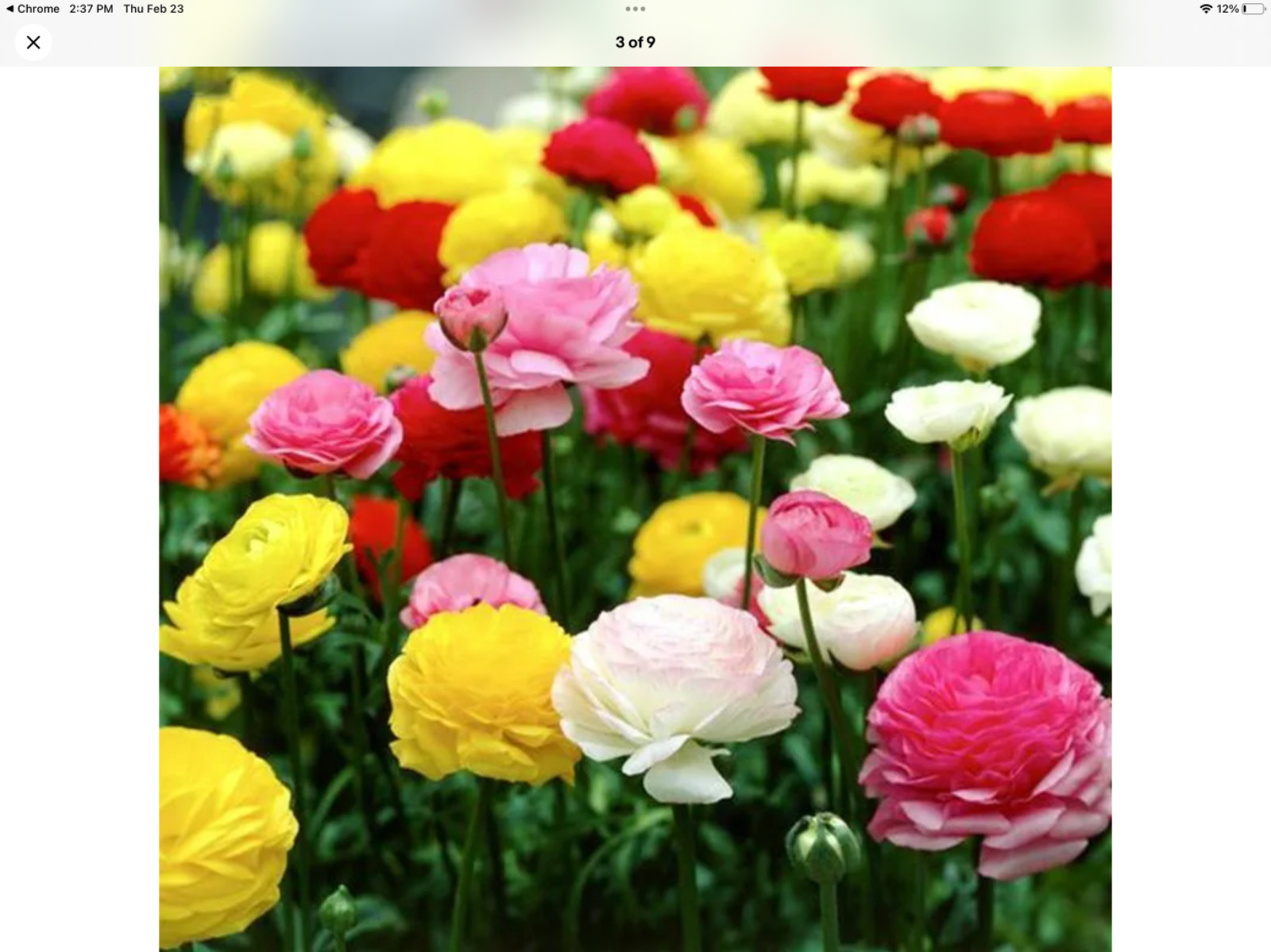 Ranunculus Persian Buttercup seeds pkt of 100 USA grown