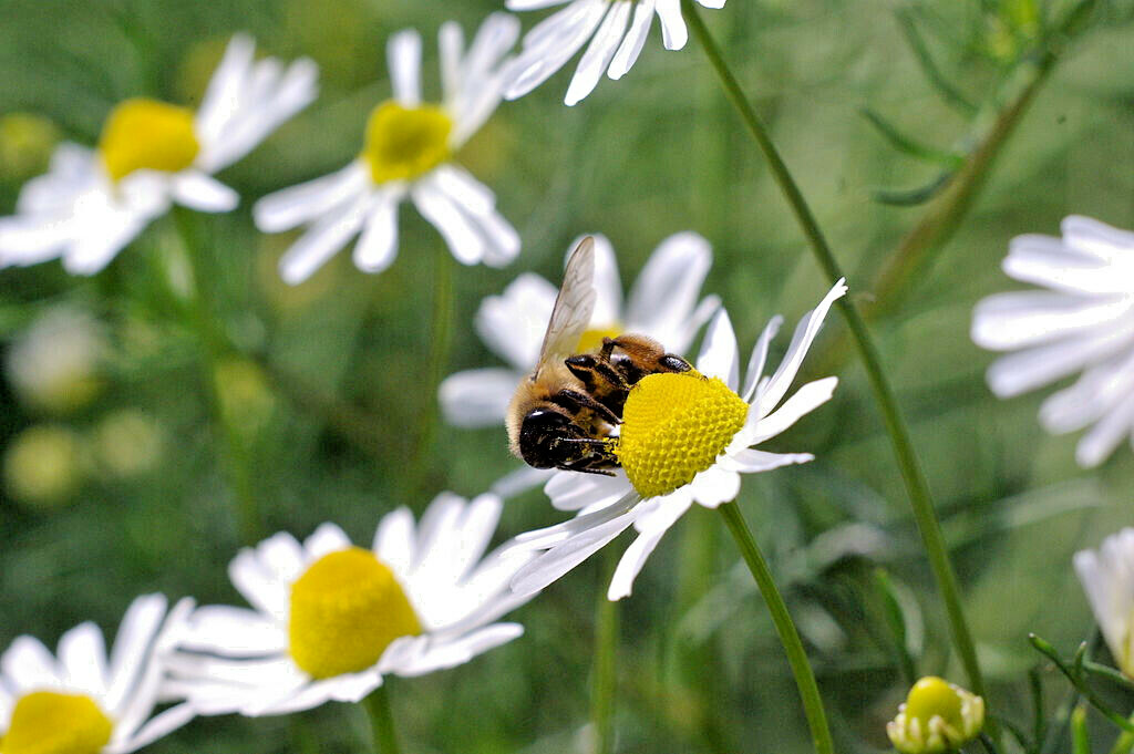 GERMAN CHAMOMILE 100 SEEDS, HERB, SLEEP, CALMING, HEALING, MATRICARIA RECUTITA