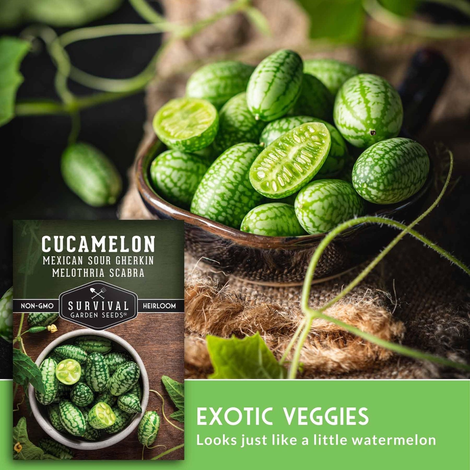 Cucamelon Seeds for Planting – Mexican Sour Gherkin Mini Watermelon Cucumber …