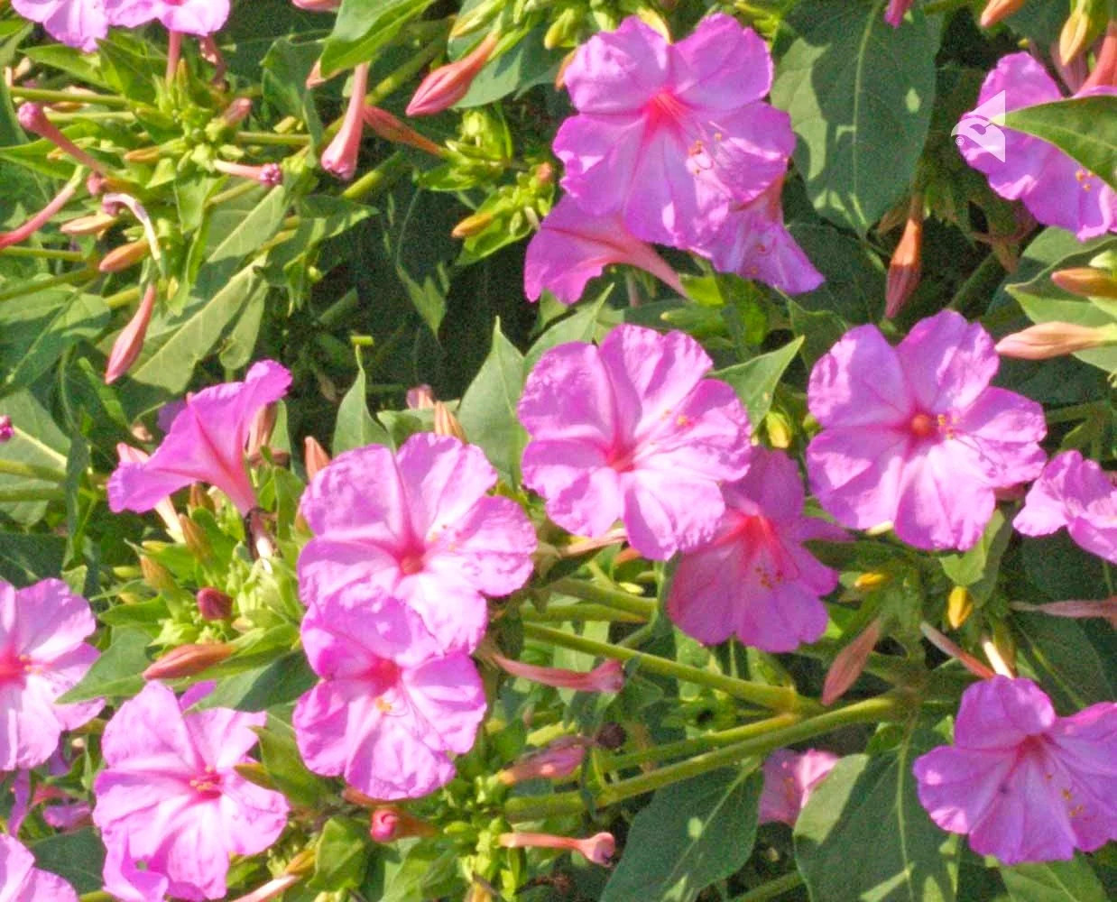 Baby Pink Four O’ Clock Seeds | Mirabilis Marvel Light Violet Flower Seed 2025