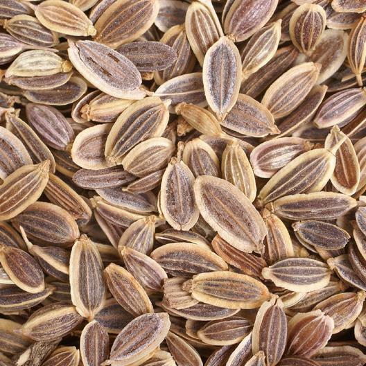 DILL LONG ISLAND MAMMOTH Herb, PIckling, Butterfly Host Plant Non-GMO 500 Seeds!