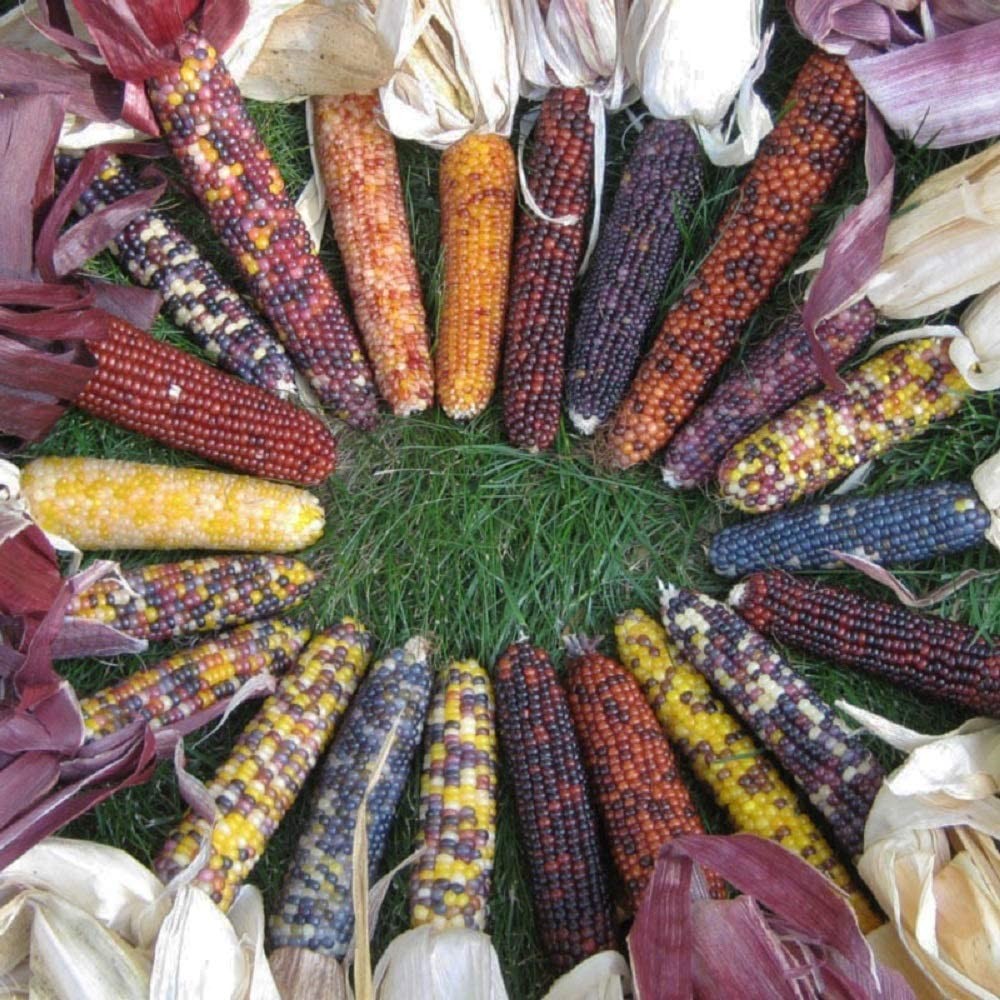 Red Husk Rainbow Ornamental Corn Seeds | Glass Gem Color Flint Popcorn Seed 2024
