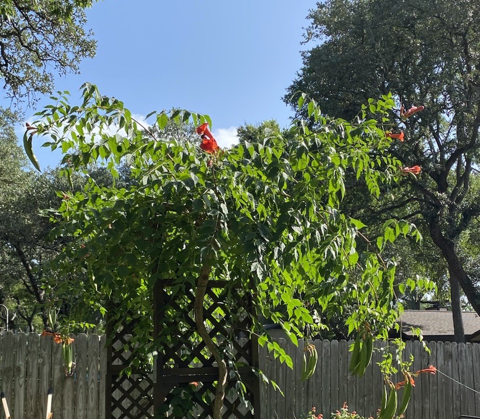 Orange Hummingbird (or Trumpet) Vine 25+ Seeds (Creeping Vine Plant) Pretty!