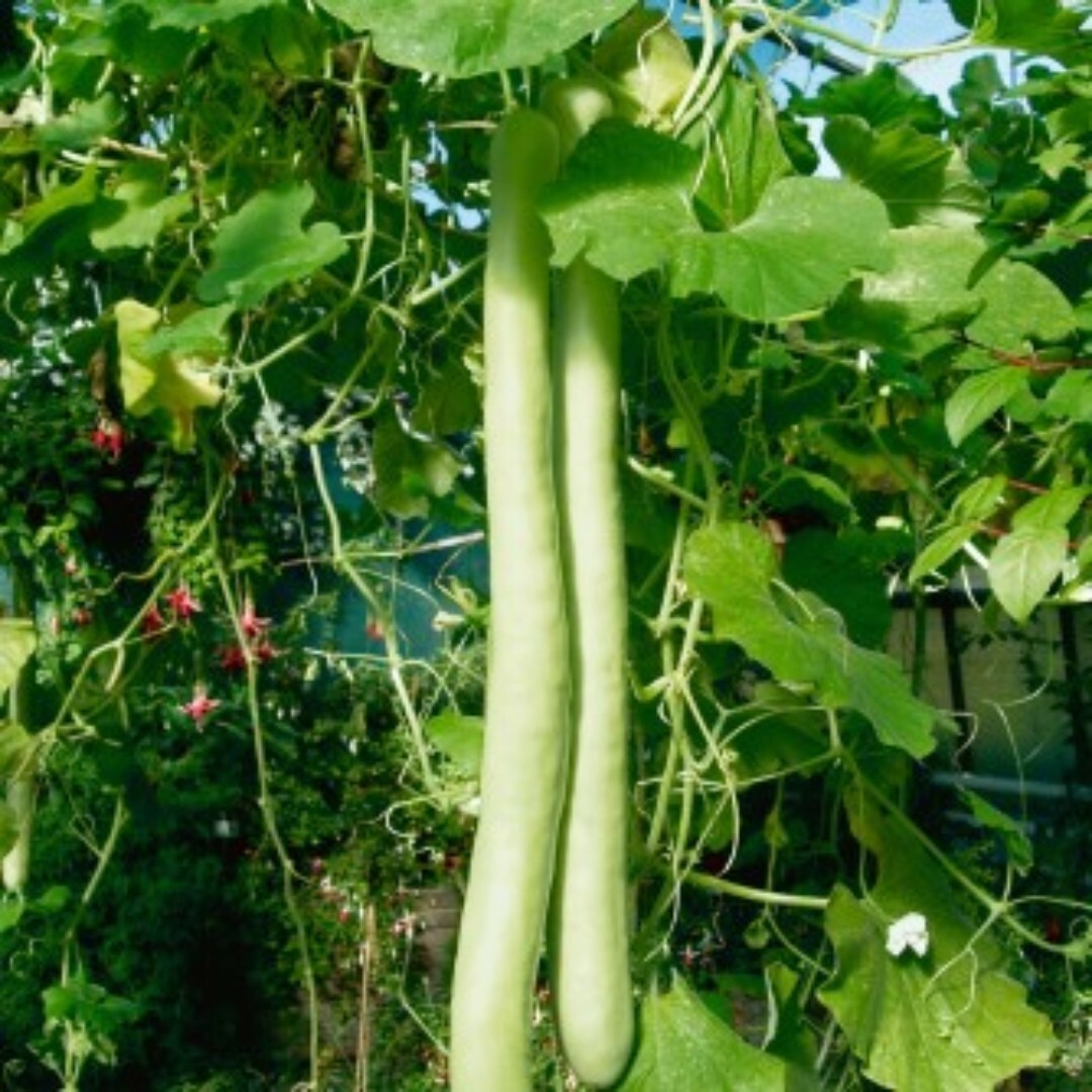 5 Snake Gourd Seeds , Lagenaria siceraria Bottle Gourd Seeds , hột bầu