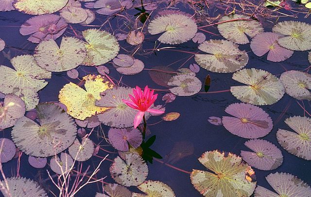 Nymphaea rubra RED TROPICAL WATER LILY SEEDS