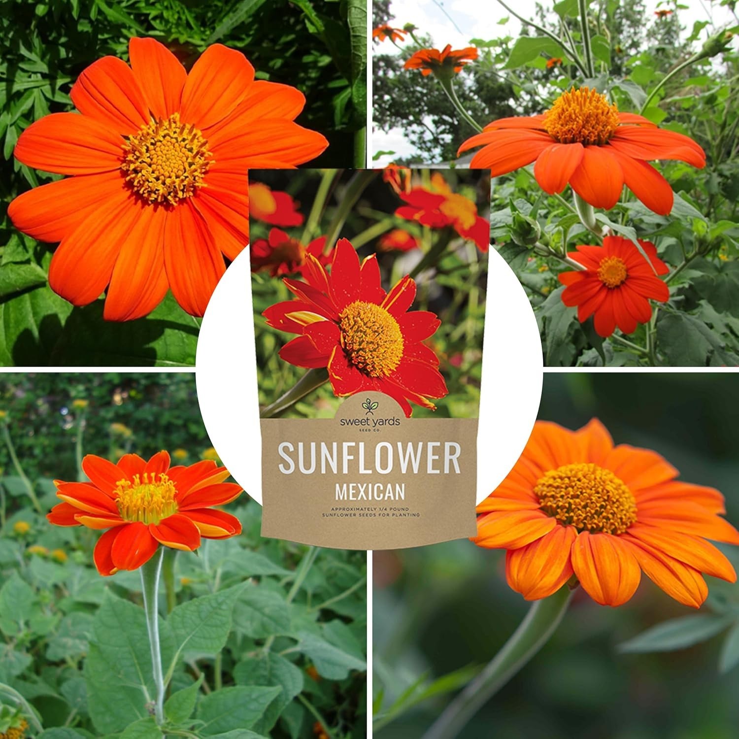 Bulk Mexican Sunflower Seeds 10,000+ Open Pollinated Non-GMO Tithonia rotundi…