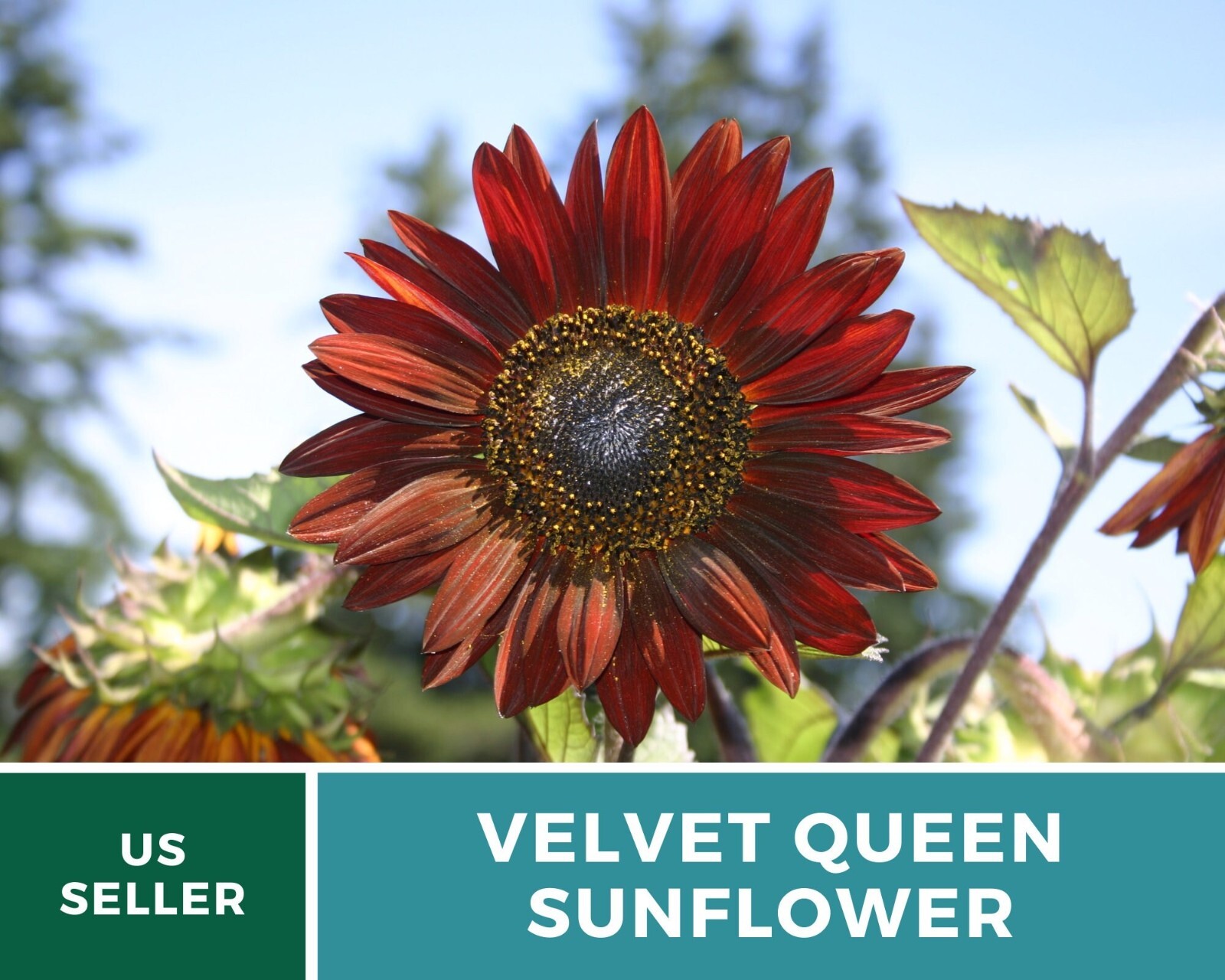Sunflower, Velvet Queen – Heirloom Seeds – Fall Colors – Helianthus annuus