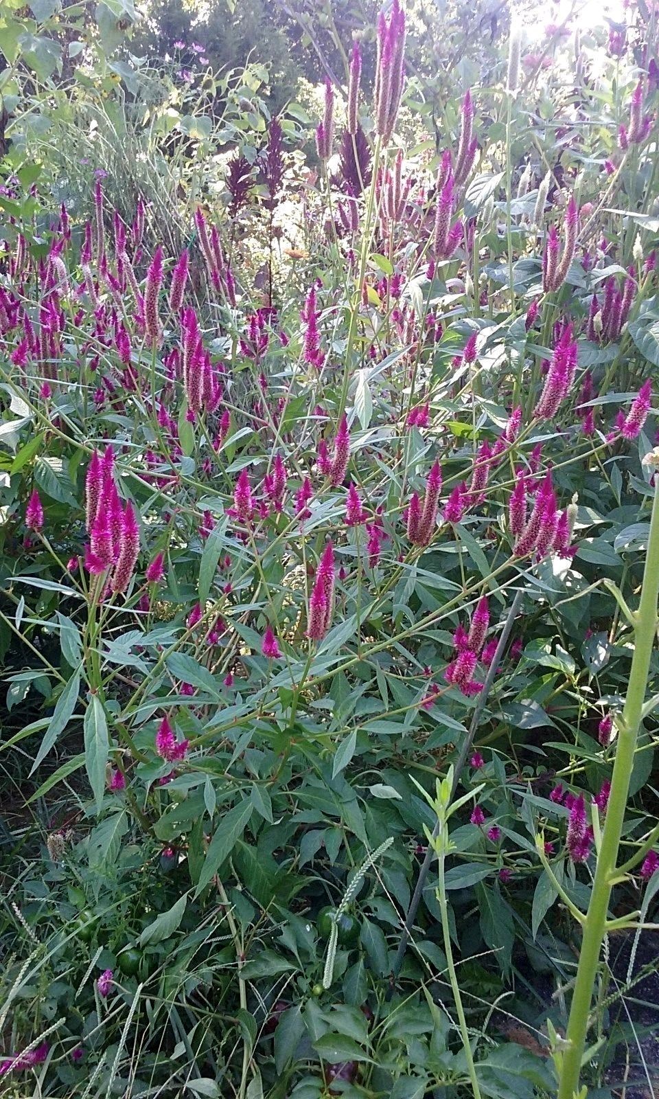 Hot Purple Candlestick Celosia – 5 FT TALL- 25 SEEDS – Easy to Grow -Comb.S/H
