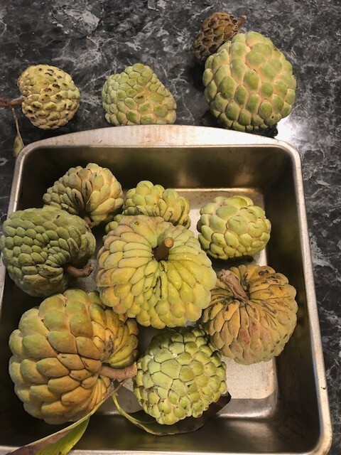 Sugar apple (Annona squamosa) 20 fresh seeds