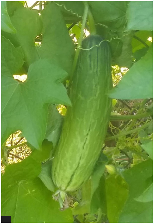 10+ Luffa Sponge Gourd Seeds, Vegetable Sponge, Dishcloth Gourd, NON-GMO