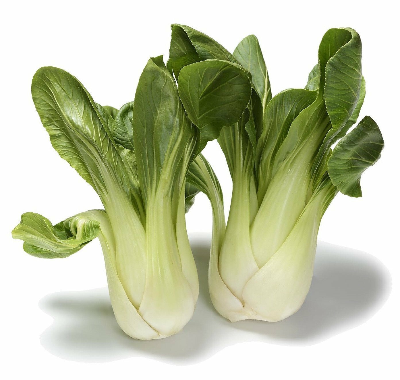 Organic Baby Bok Choy – Brassica rapa