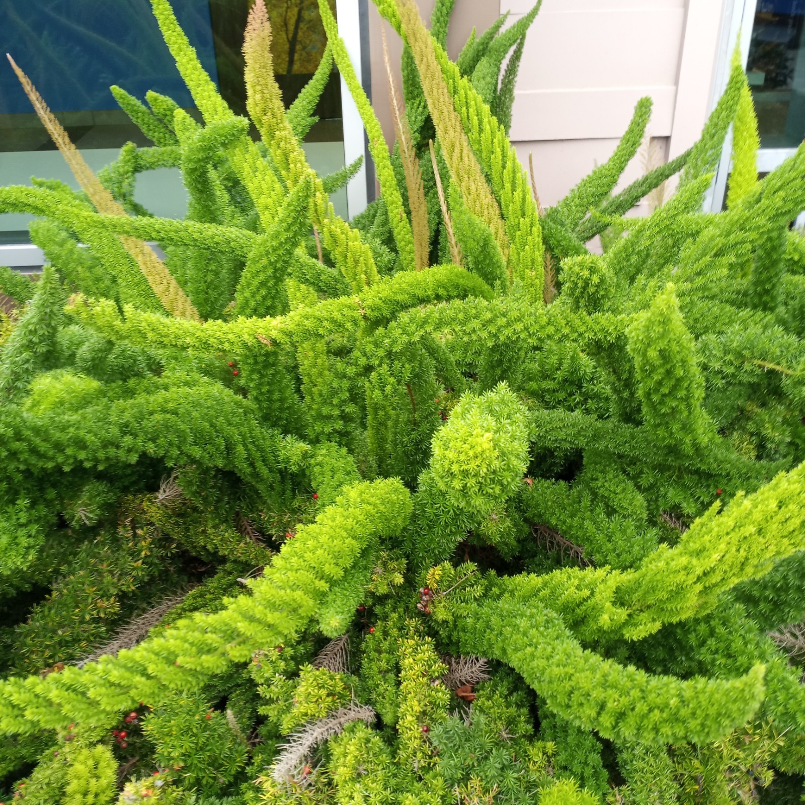 15 ASPARAGUS FOXTAIL FERN FRESH Seeds – Myers – Houseplant Tropical Garden RARE!