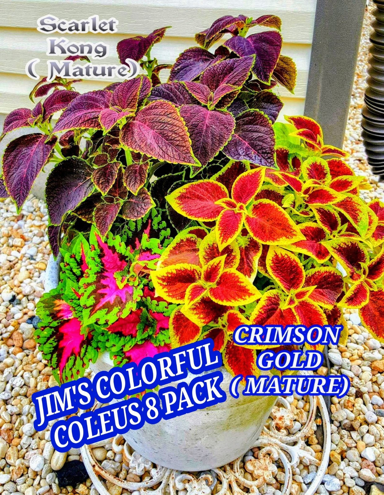 JIM’s CHOICE 8 PACK COLORFUL COLEUS SEEDS FREE SHIPPING