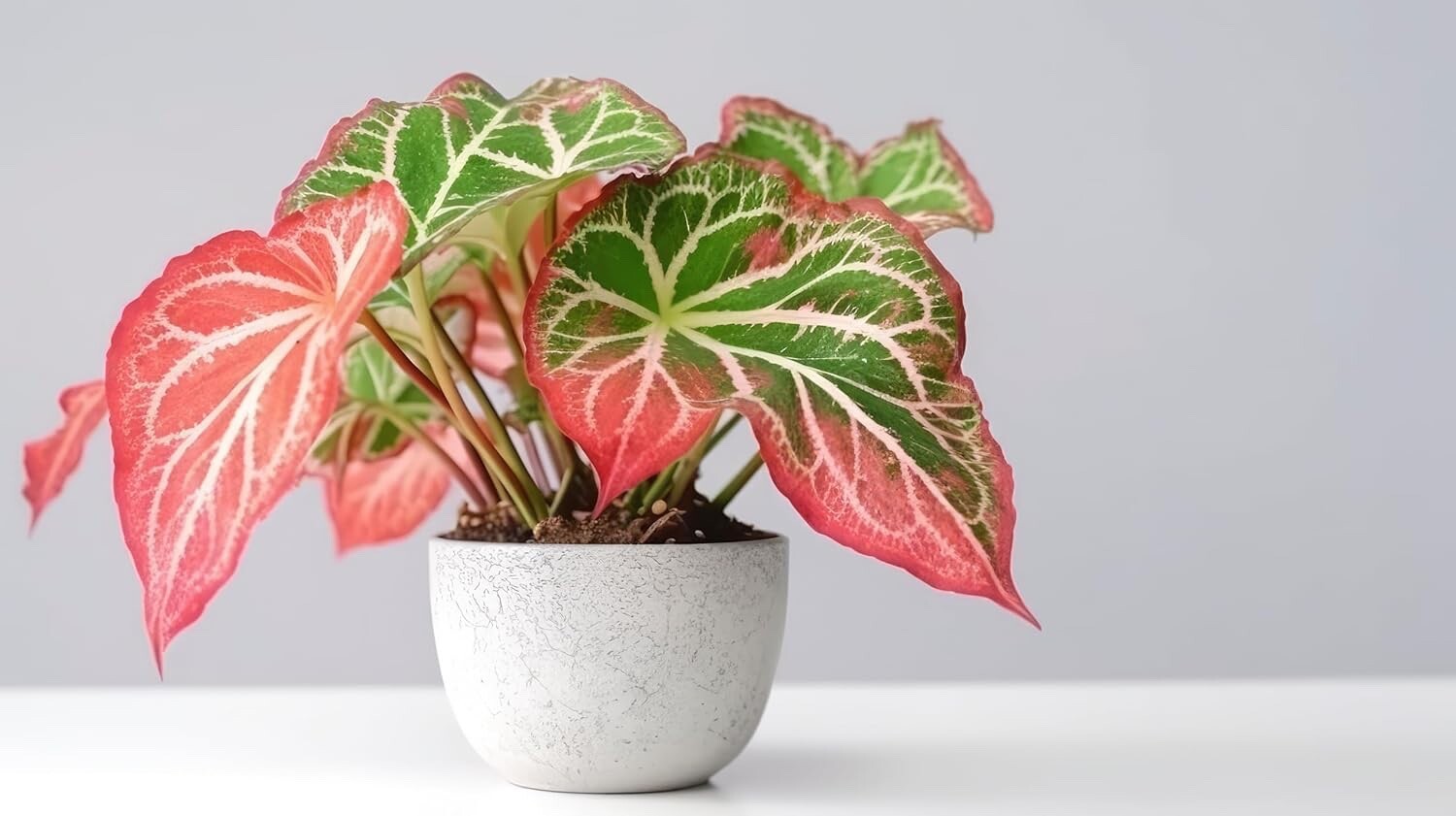 6 Pink Sky Caladium Bulbs for Planting – Perennial Hosta, Elephant Ears, Fancy