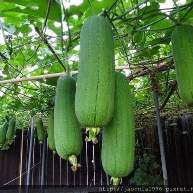 Luffa Gourd Seeds Loofah Mướp Siêu Dài 20ct And Mướp Béo Tứ Quý 5 Seeds Taiwan