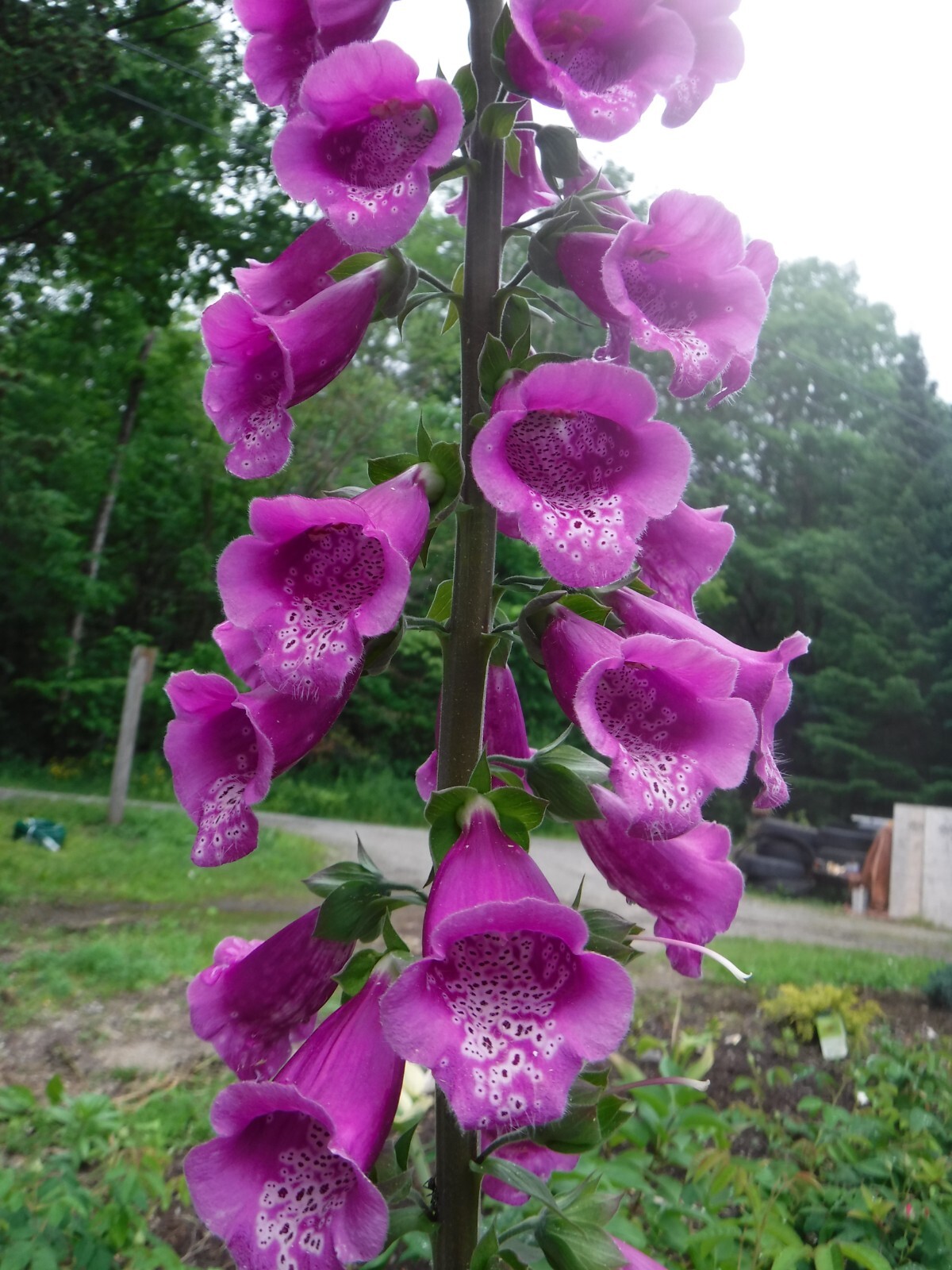 digitalis foxglove seed mix 50+ perennial seed