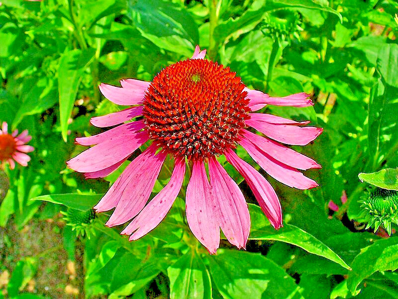PURPLE ECHINACEA 100 SEEDS, CONEFLOWER, LARGE DAISY-LIKE FLOWERS, USA SELLER