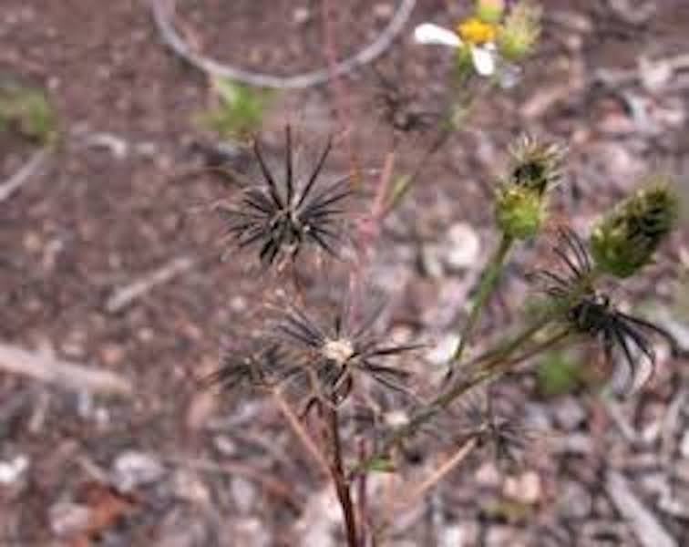 100 seeds Bidens Alba/ Bidens Pilosa seeds Pollinator Native Medicinal Garden