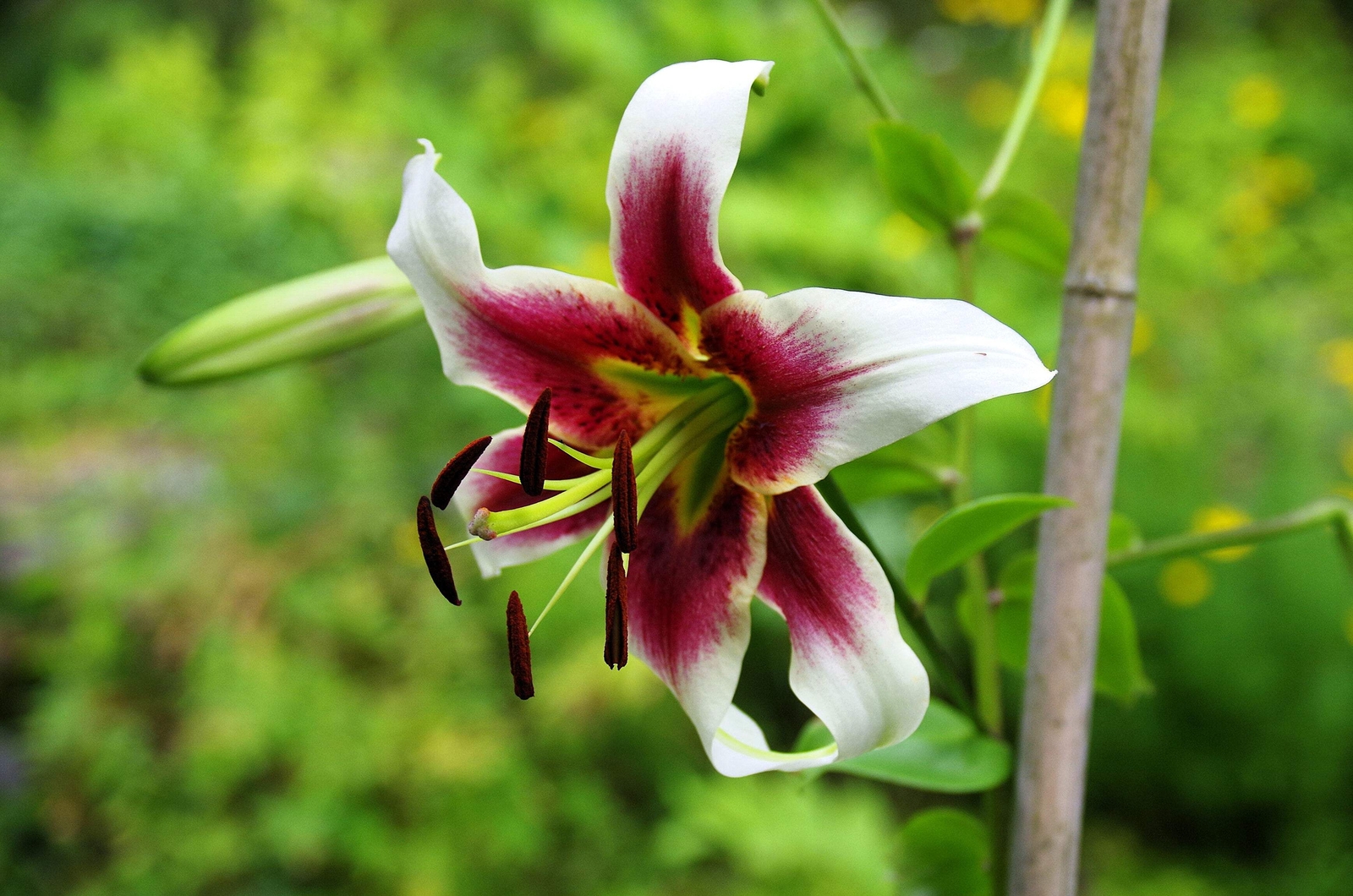 5 NEPAL LILY Green & Maroon Lilium Nepalense Fragrant Flower Seeds *CombinedShip