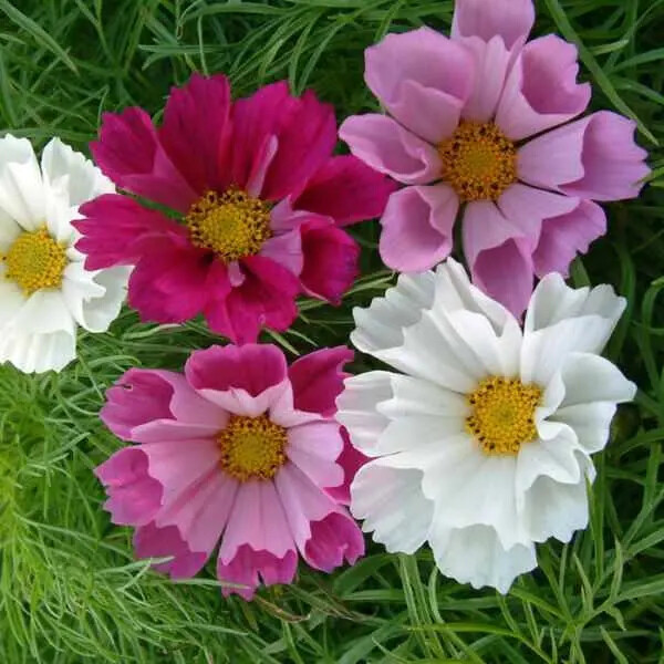 Seashells Cosmos Seeds | 50 – 1,000 Seeds | Non-GMO | Free Shipping | 1223