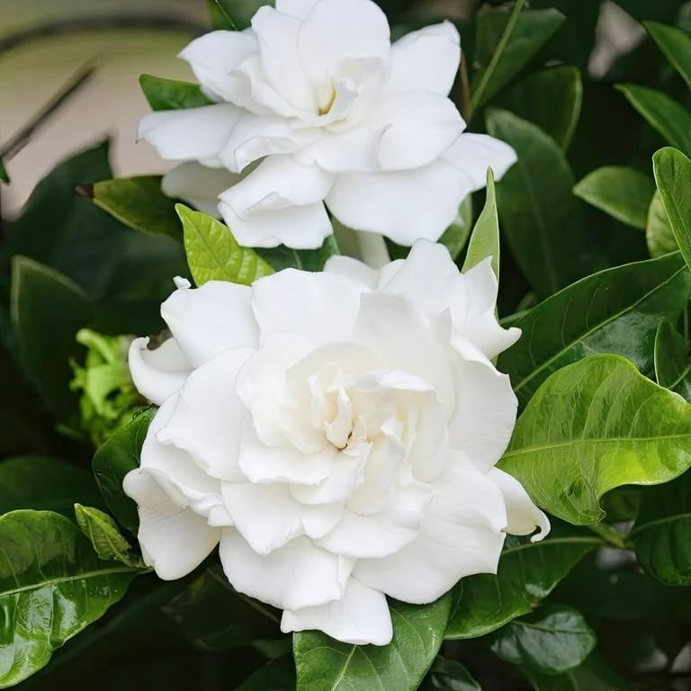 Perennial Gardenia Seeds (200+) – Transform Your Garden with Fragrant Blossoms