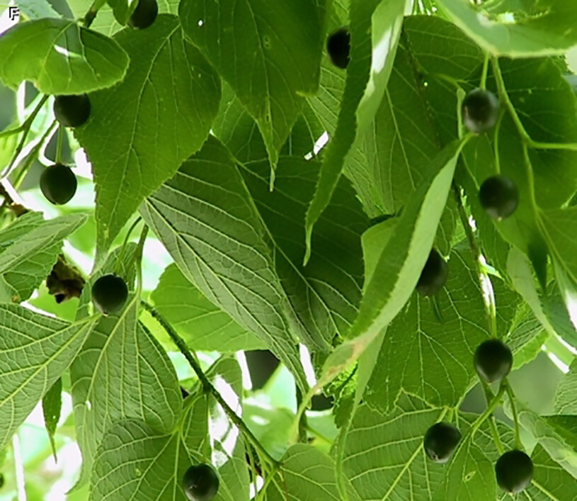 Hackberry, Celtis occidentalis, Tree Seeds