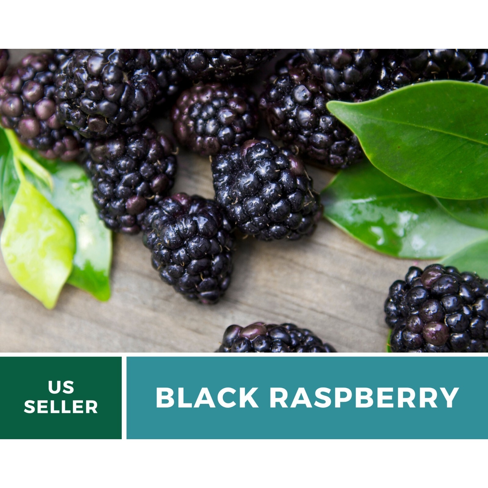 Raspberry, Black – Thimbleberry – Heirloom Seeds – Non GMO (Rubus occidentalis)