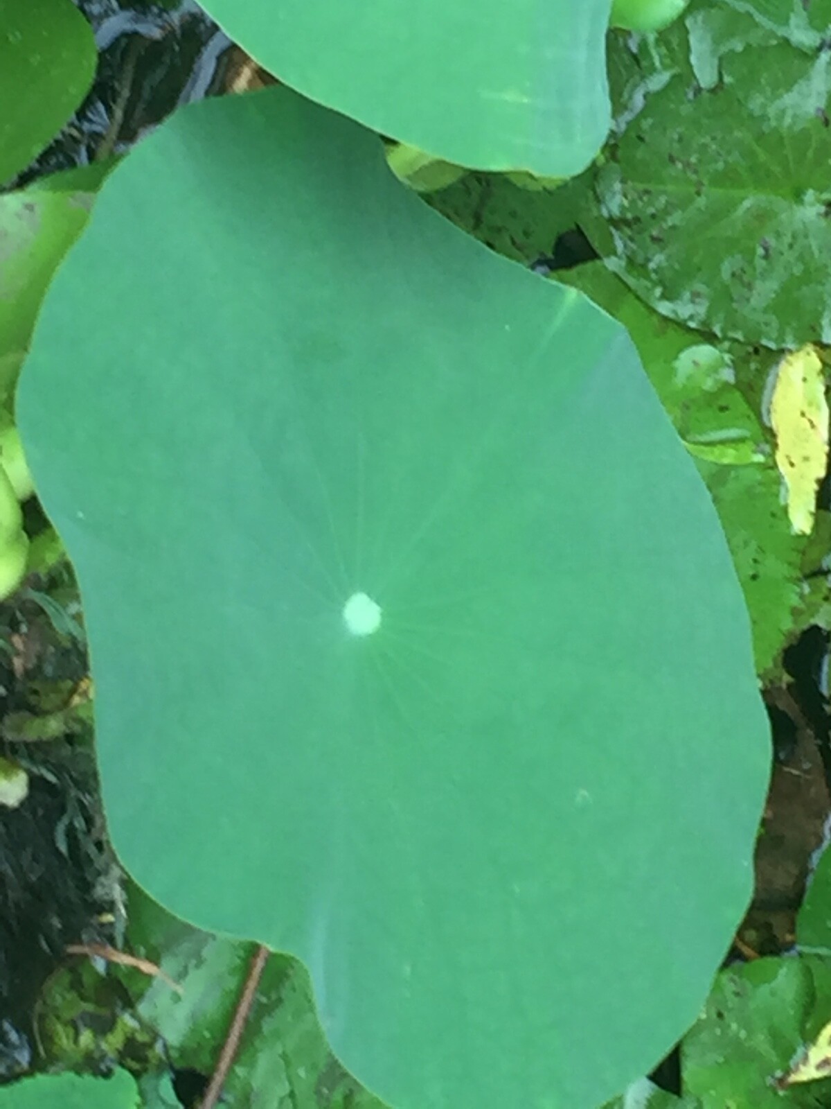 Fancy matured perennial water lilies for $45, yellow