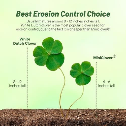 Perennial White Dutch Clover Seeds – 5 lbs, Nitrocoated, Inoculated for Lawn, Er