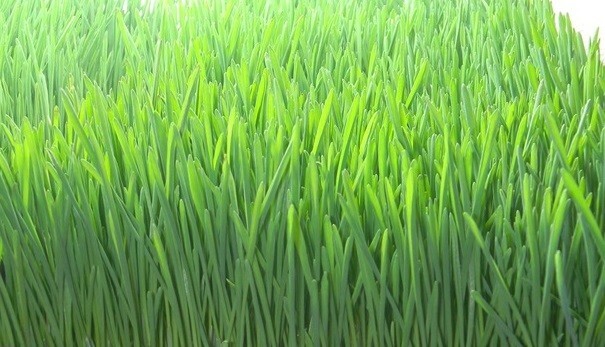 Barley Seed Catgrass Sprouting Grain Fodder Cover Crop Livestock Feed NON-GMO