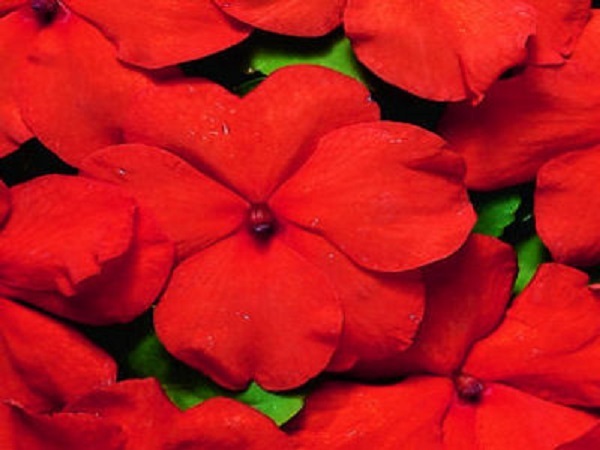 50 Impatiens seeds impatiens sun and shade orange