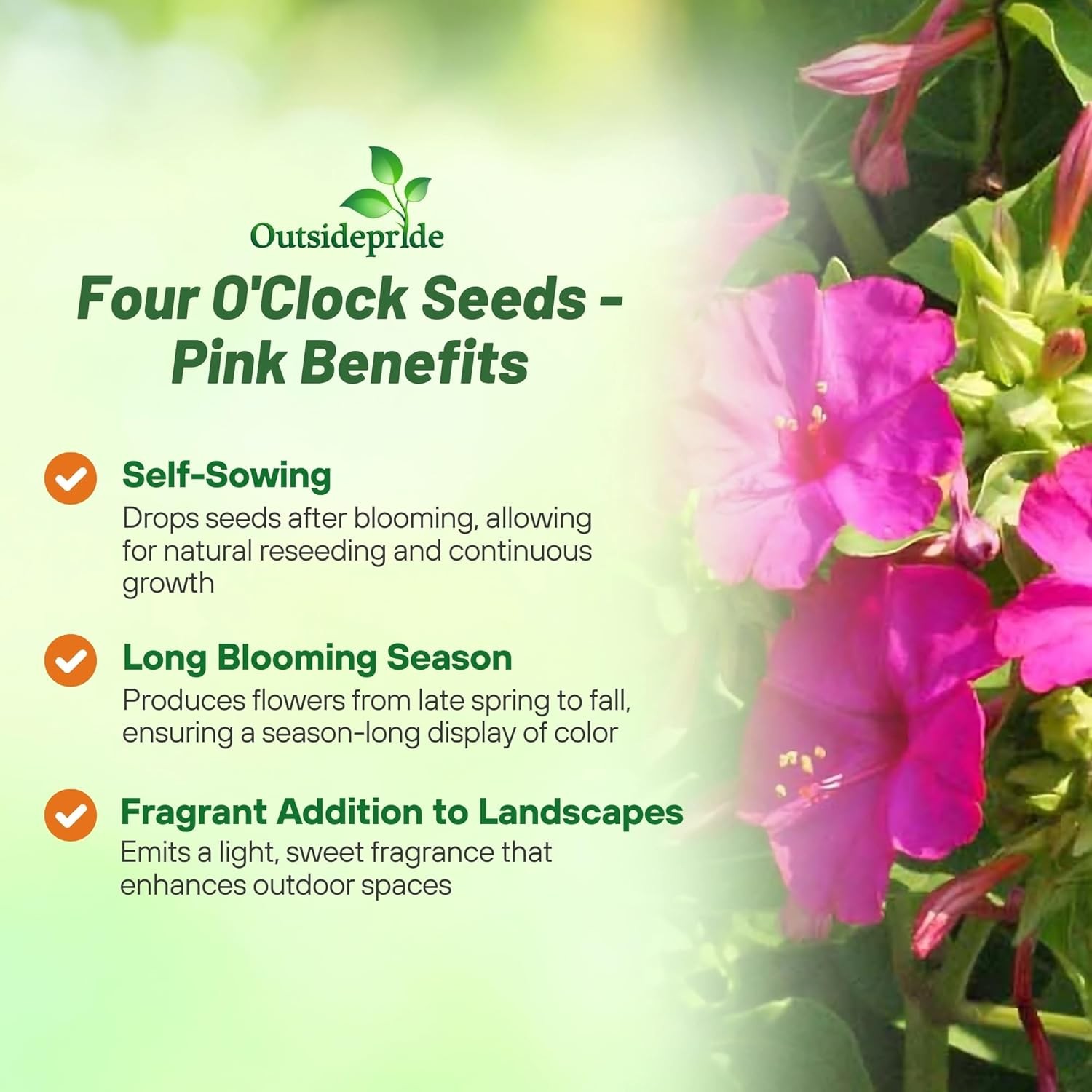 1 LB Four O’ Clock Seed – Mirabilis Jalapa Pink Flower Seeds