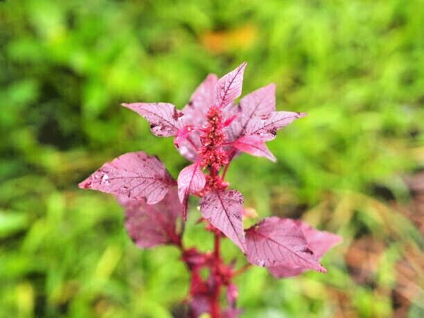 150 RED GARNET AMARANTH SEEDS | SALE FREE SHIPPING NON GMO HEIRLOOM