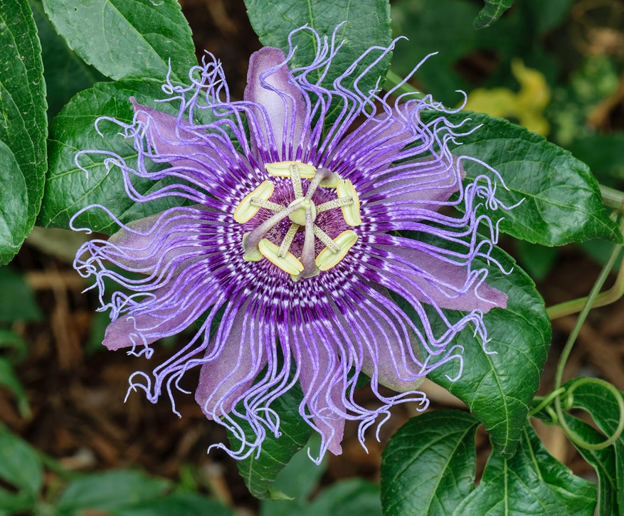 Passiflora Incarnata Maypop Live Plant – 5-10″ tall – Hardy Purple Blooming Vine