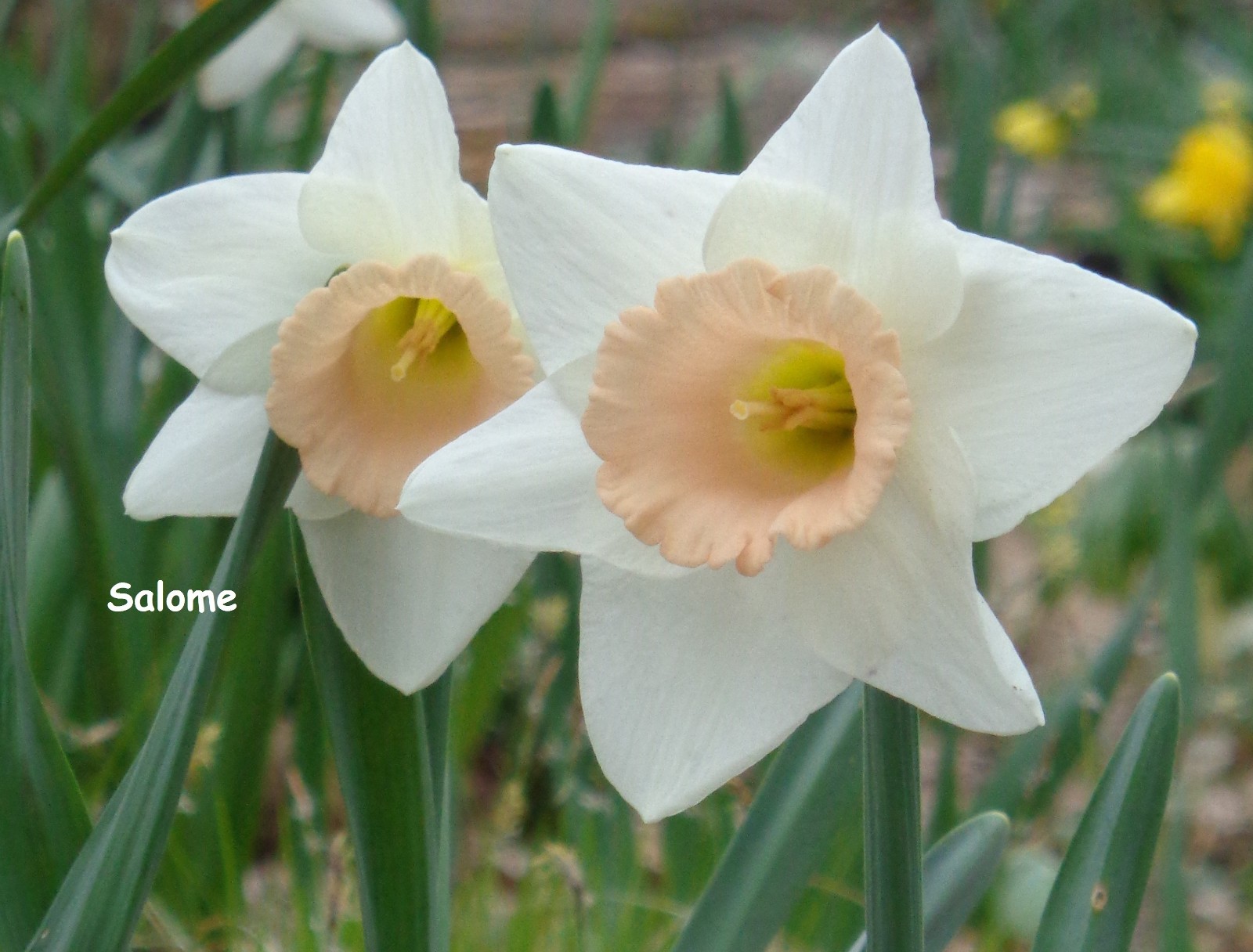 20 DAFFODIL BULBS ~ SALOME Pink White Narcissus Jonquils FromMyGarden*PlsREAD