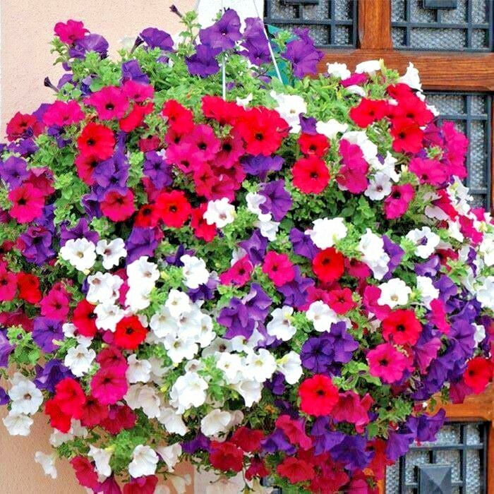 2000+Dwarf PETUNIA MIX Flower Seeds Garden Container Hanging Basket Window Box