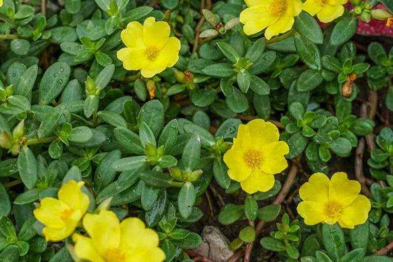 100+ Common Purslane Seeds Verdolaga Edible Herb Non GMO Portulaca Oleracea