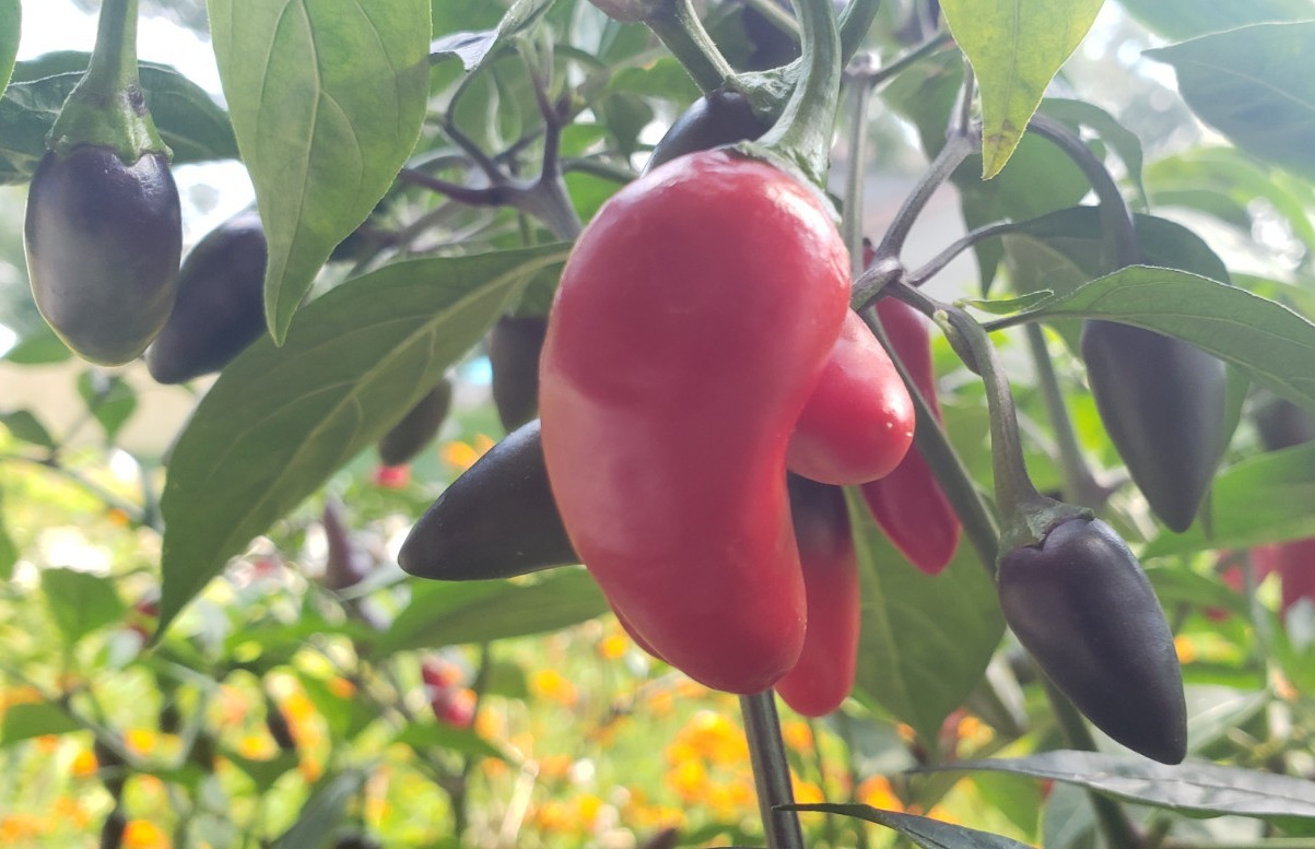 Purple Fire Jalapeno Pepper (20 Seeds) Sweet and hot!