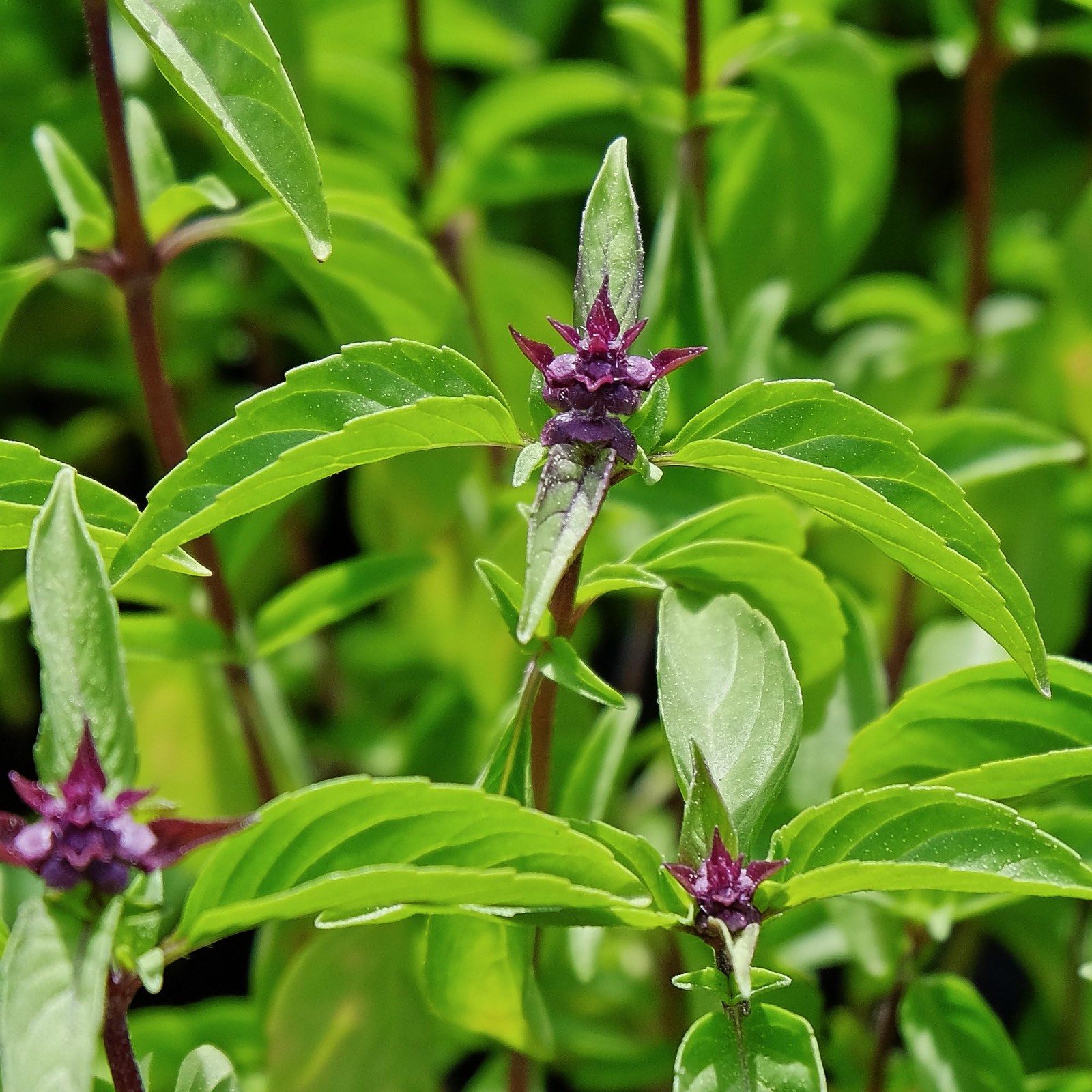 Basil Seeds for Planting – Non-GMO Thai Basil for Indoor/Outdoor Herb Garden