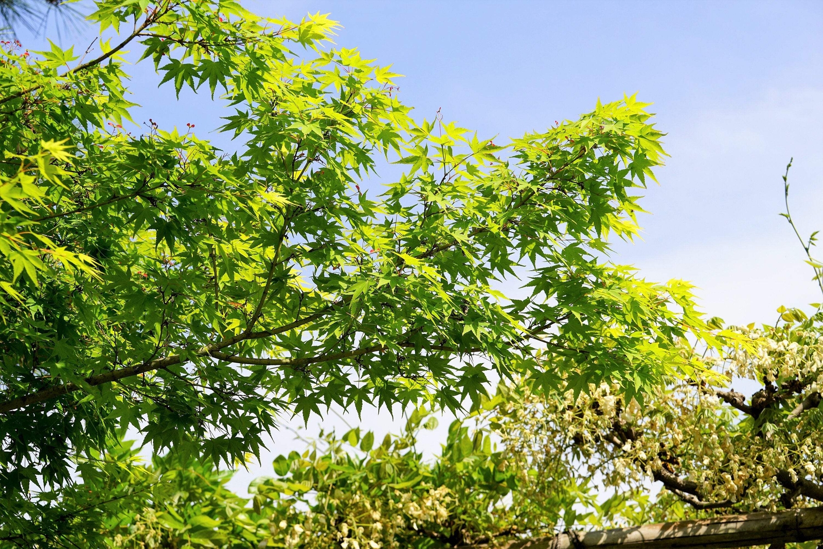 20 GREEN JAPANESE MAPLE Tree Ornamental Acer Palmatum Yellow Fall Foliage Seeds
