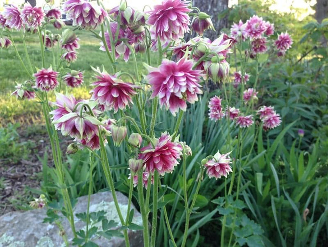 100+ Nora Barlow Columbine Seeds Cold Resistant Double Flowers Garden Planting