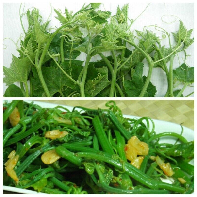 10 PCS SUPER SQUASH BUDS , BÍ SIÊU NGỌN | 98% GERMINATION |