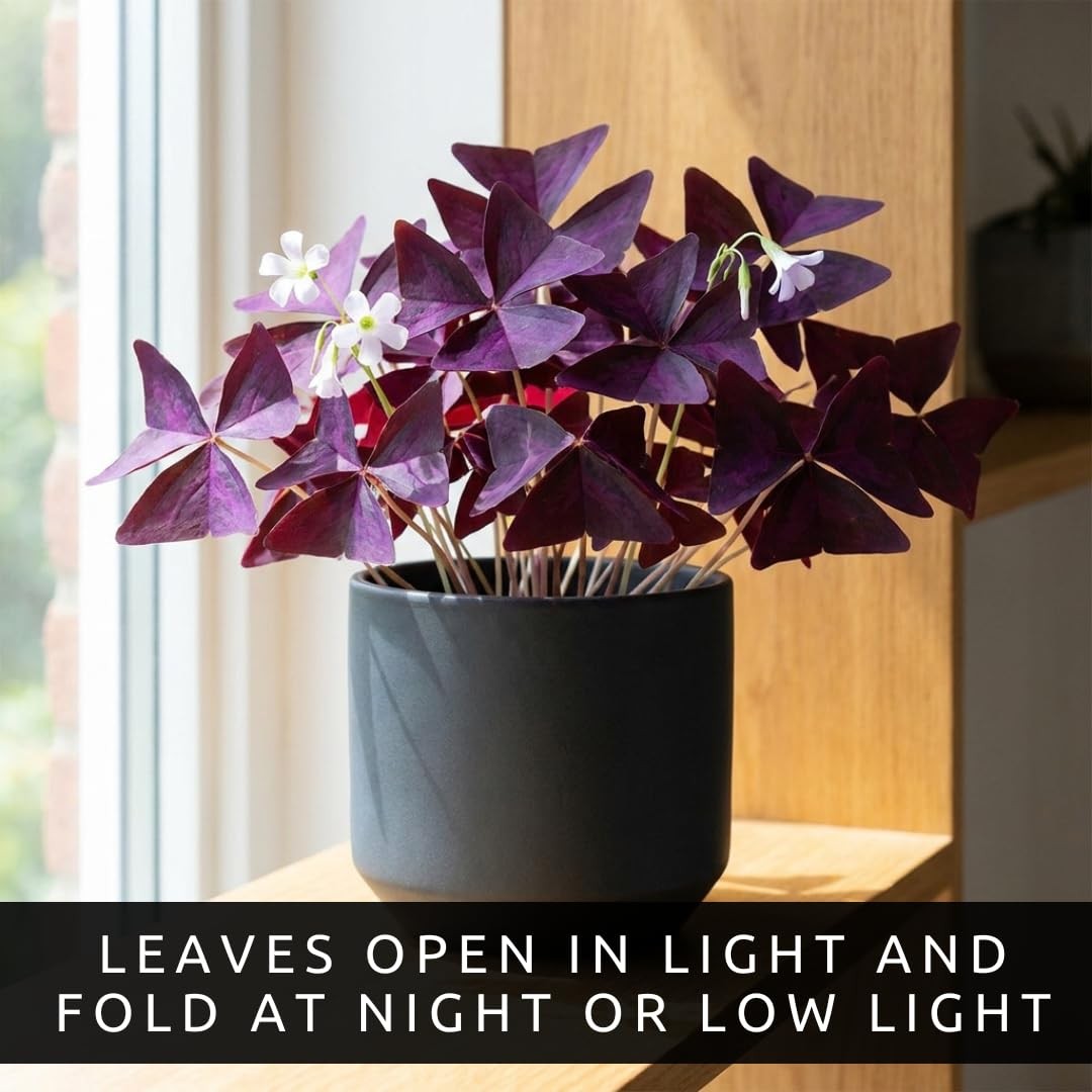 Oxalis Triangularis Bulbs Purple Shamrock False Shamrock Good Luck Plant