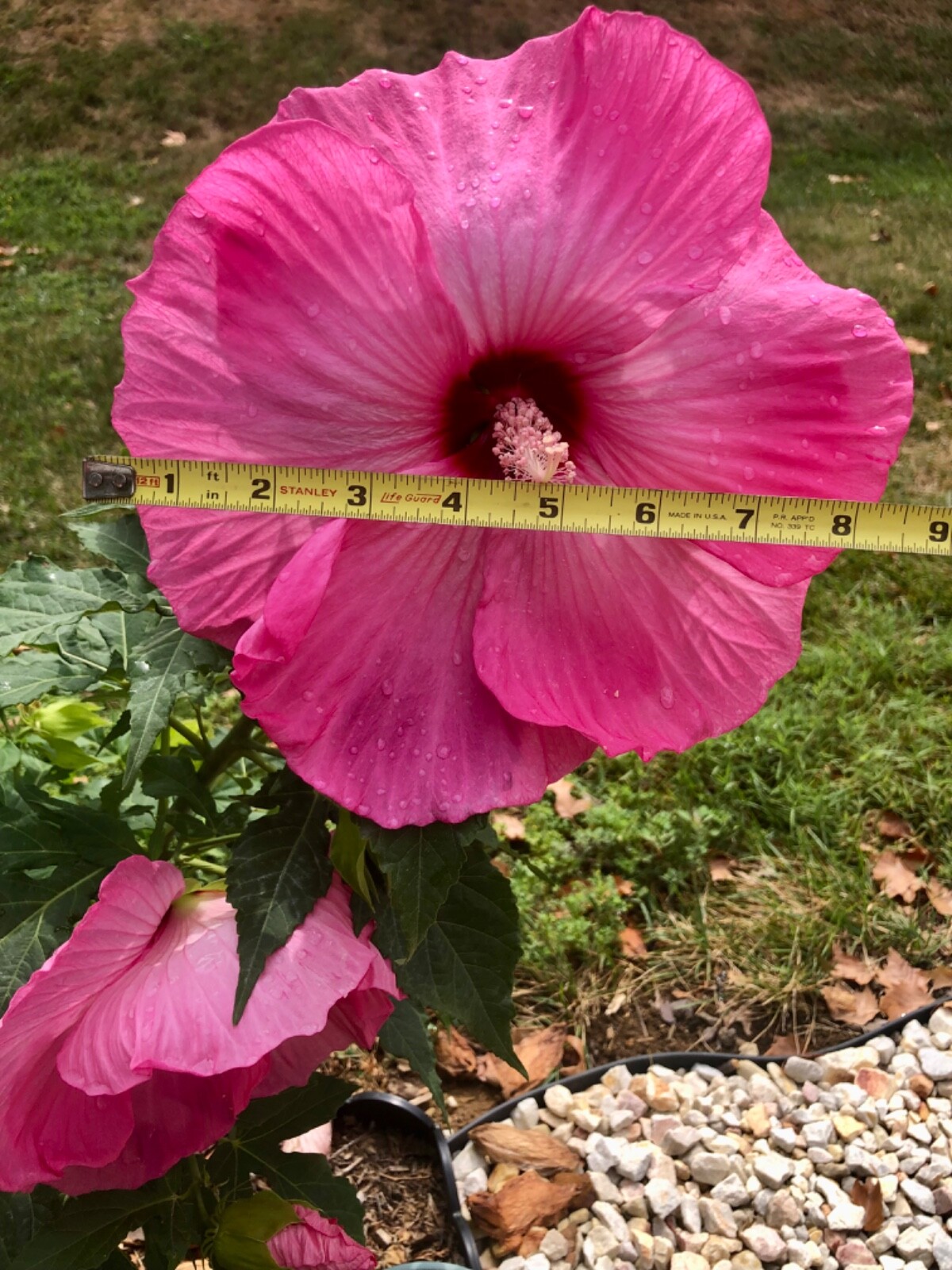 20 LARGE FLOWER “AIRBRUSH” ROSE MALLOW HIBISCUS SEEDS (ZONE 4-9)