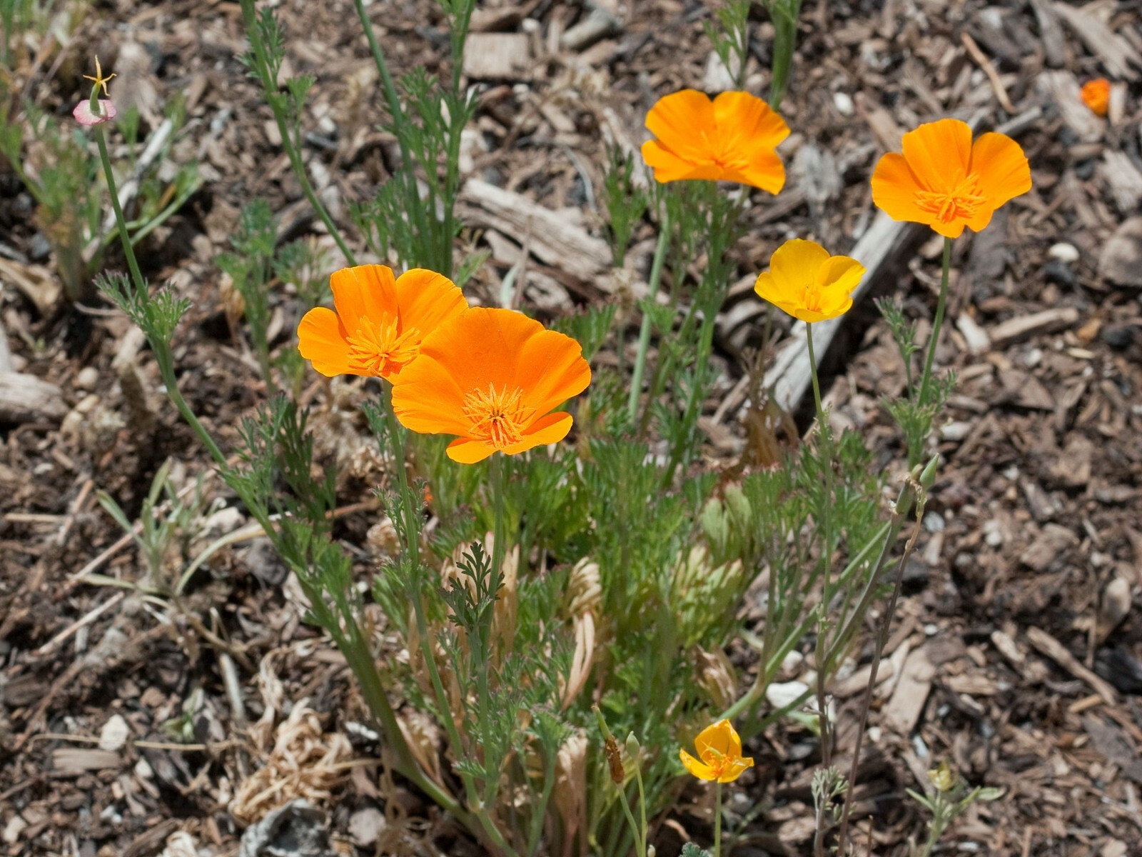 CALIFORNIA POPPY Seeds, Eschscholzia californica *Free Shipping!* 1000+ SEEDS