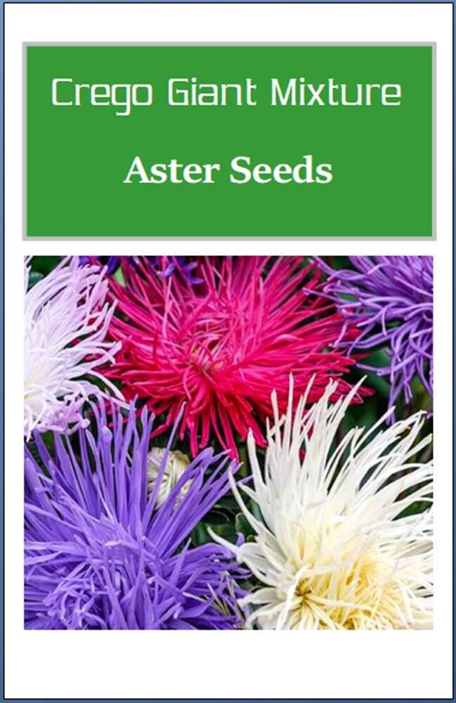 Crego Giant Mixture Aster Seeds | NON-GMO | Heirloom | Fresh Flower Seeds