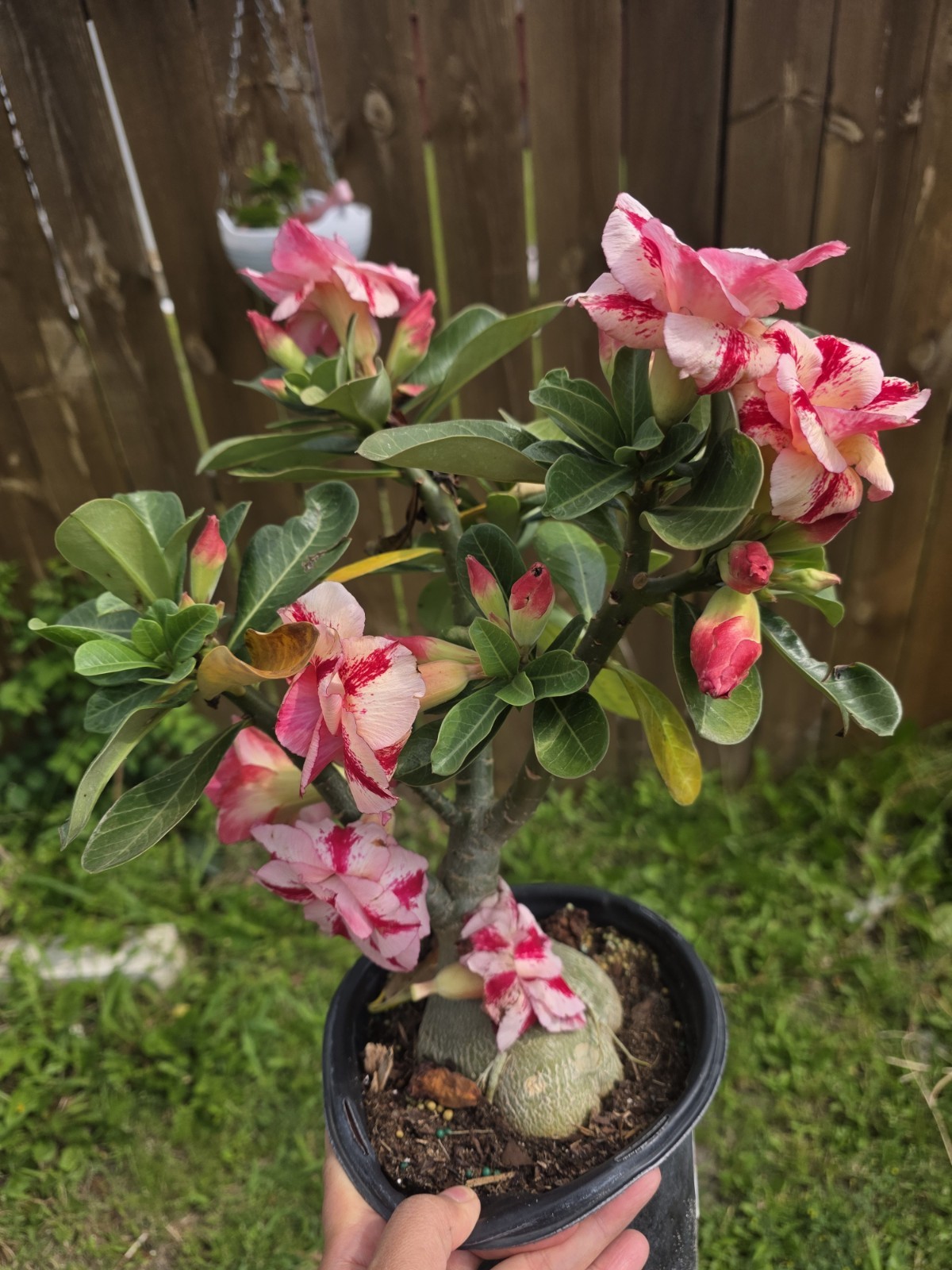 Desert Rose